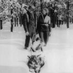 Scotty and Louise Chapmans’ dog, Wolf, helped pull their baby, Bill, for 14 miles when they left their home at the Bechler Ranger Station in 1933 for their only outing in six months. Photo courtesy of Scotty Chapman 