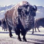 When snowmobilers first encounter bison blocking the road, it is difficult to remember they are herbivores. Photo courtesy of Yellowstone National Park